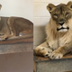 Imagen: Oklahoma City Zoo via KOCO